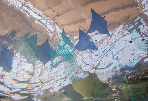 Cownose Rays 5.jpg