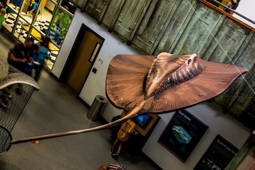 Giant Stingray - National Geographic Monster Fish