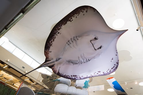 Giant Stingray - National Geographic Monster Fish